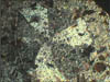 Cyclic twinning in cordierite crystals of sample
   DLB33. The width of the crystal is about 1.5 mm