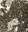 Thin section of the above lithology. Large euhedral porphyroblasts of chiastolite
   (colourless) and staurolite (yellow) are noted in a highly
   graphitic matrix of biotite, quartz, plagioclase and scattered
   porphyroblasts of garnet. Field of view approximately 20x20 mm