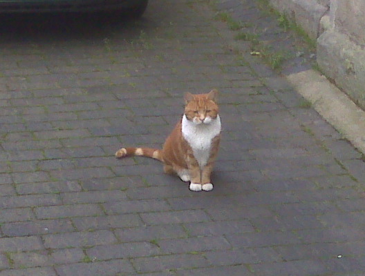 Posing cat, Shrewsbury